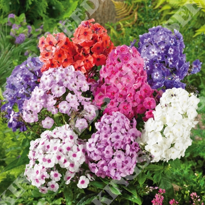 Picture of Phlox - Decussata New Hybrids